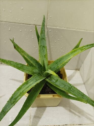 эпимедиумная паста чиро табобат мекунад: Aloe gülü.mualicevi — 11