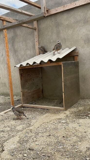 arpa bugda: Məhsul: Qınqırov kəklik (Alectoris chukar) – damazlıq və dekorativ — 4