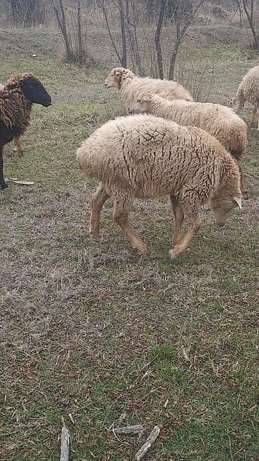qoyun quzu satilir: Qoyun sürüsü – 6 erkey 2 disi 9 aylliqdilar — 8