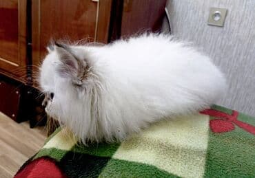 Зоотовары: Шиншилла, Самец, В добрые руки, Самовывоз — 3