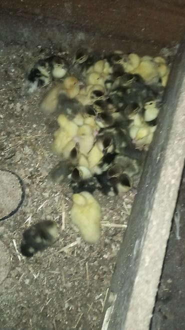 lal ördək: Lal ördək lər qiymət 4 manat dan başlayır 15 alana 1 hediye çadrlma — 5