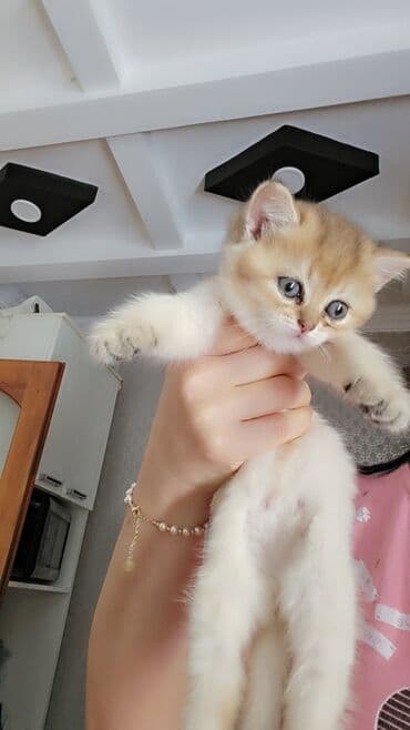 домашние котята добрые руки: Qızıl şinşilla, Yaxşı əllərə — 4