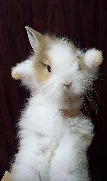 Mal-qara: Cins boyumeyen dovşan balalari. Tek ve top satilir. Çatdirma metro ve — 7