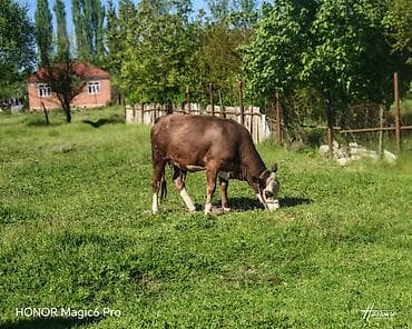 tap az afcarka: Satılır: ətlik/damazlıq inək - Cins tipi: Hereford tipli, qəhvəyi — 5