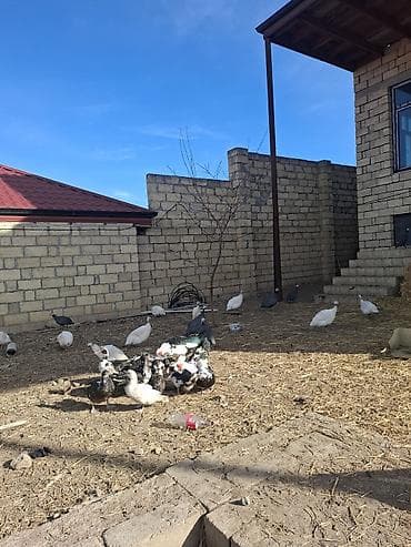 bulbul quşu: Məhsul: Hind toyuqları (Qvineya quşları) – müxtəlif rənglər Təsvir: - — 6