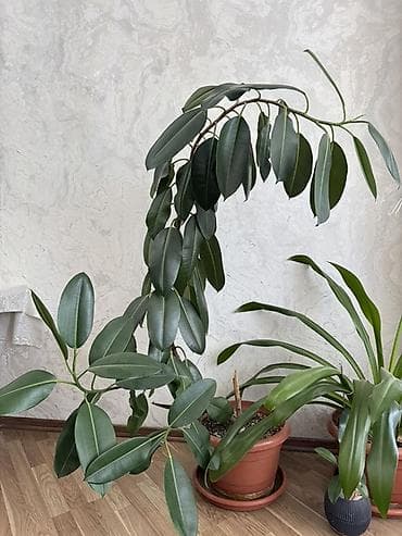 epimedium bitkisi satisi: Böyük ölçülü otaq bitkisi – Fikus elastika Ficus elastica, parlaq — 1