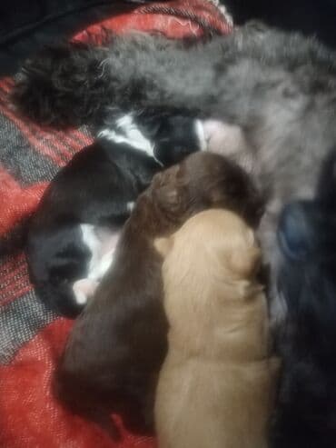 где можно купить собаку мальтипу: Пудель, 5 месяцев, Самец — 3