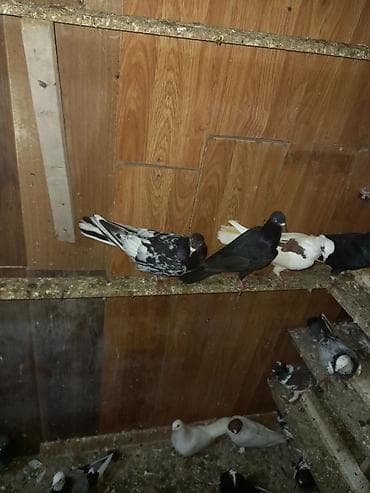 goyercin satilir: 3 ədəd əbrəş 2 mayadı 1 bir erkəy sağlam bal verən quşlardı sarı — 1