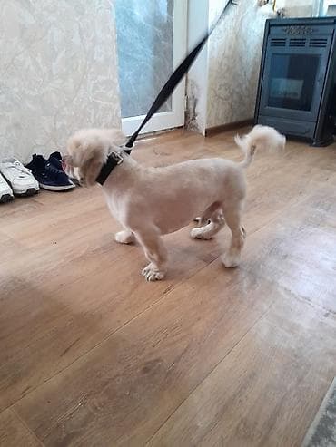 pitbull it: Pekines, Erkek — 1