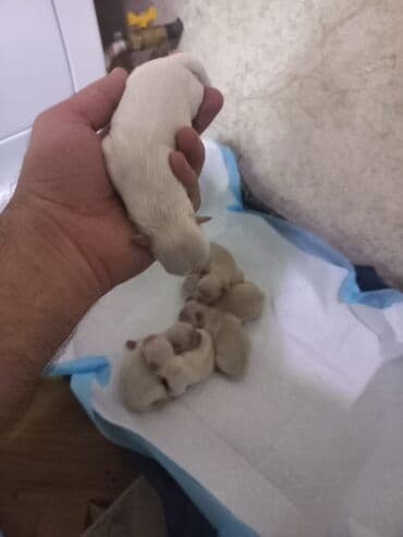 породистые собаки в добрые руки баку: Пекинес, Самец, С родословной, Самовывоз — 2