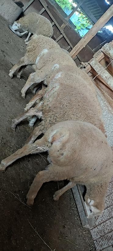 balaken heyvan satisi: Qurbanlıq quzular .Cins: Qoyun (yunu bol, iri cüssəli) Təyinat: Ət və — 2