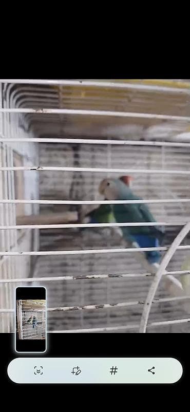 dəvə əti: Məhsul: Cüt sevda quşları (lovebird) Təsvir: - Bir-birinə uyğun cüt — 2