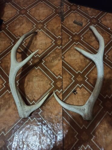 kecibuynuzu behmezi kisiler ucun: Təbi maral buynuzu. şekilleri çekilib yaxindan baxa bilersiz düzelme — 5