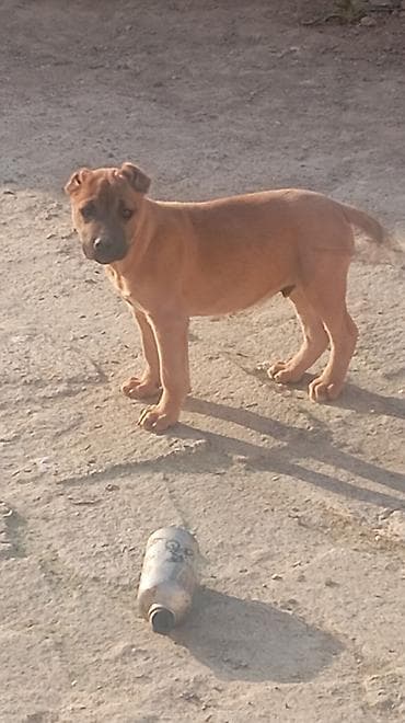 heyvanlar meymun: Pitbul, 3 ay, Erkek — 7