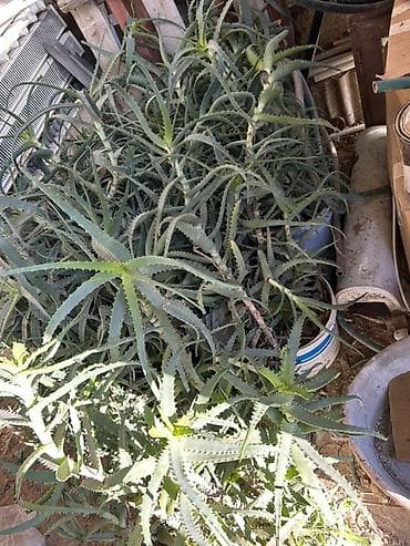 Gübrələr: Aloe vera 10illik bitki — 1