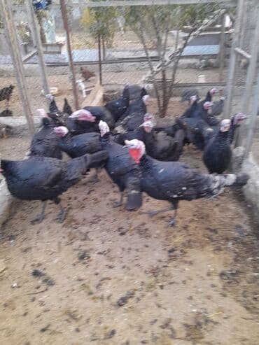 Ördəklər: Qara hinduşka sürüsü - Növ: Hinduşka (qara rəngli) - Say: Şəkillərdə — 2