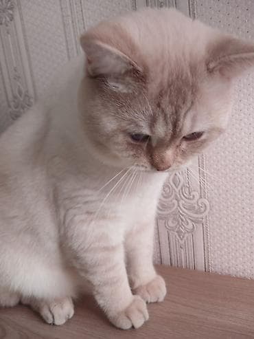 pişik satilir: Britan — 8