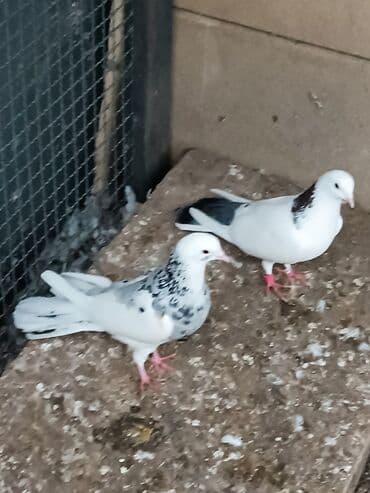 dəvəquşu yumurtası qiyməti: Şəkillərin hamısına baxın. hər cinsdə quşlar satılır . qiymət biri — 21