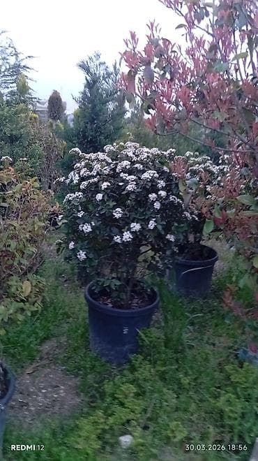 bəzək bitkilərinin adları: Satılır: Qutuda dekorativ və meyvə-ağacı tingləri, həmçinin bəzək — 4