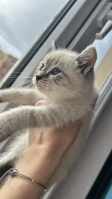 Pişiklər: Siam, Dişi, Yaxşı əllərə, Pulsuz çatdırılma — 1