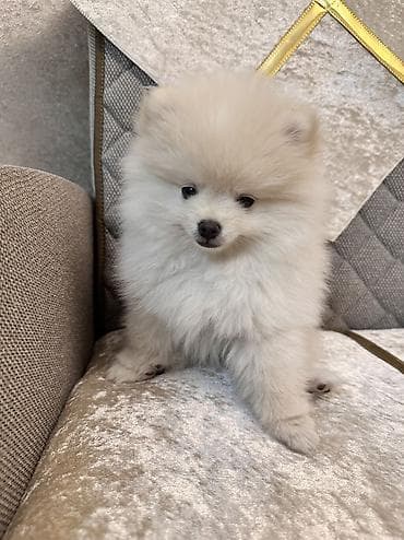 ev qusu: Şpitz, 3 ay, Erkek, Peyvəndli — 6