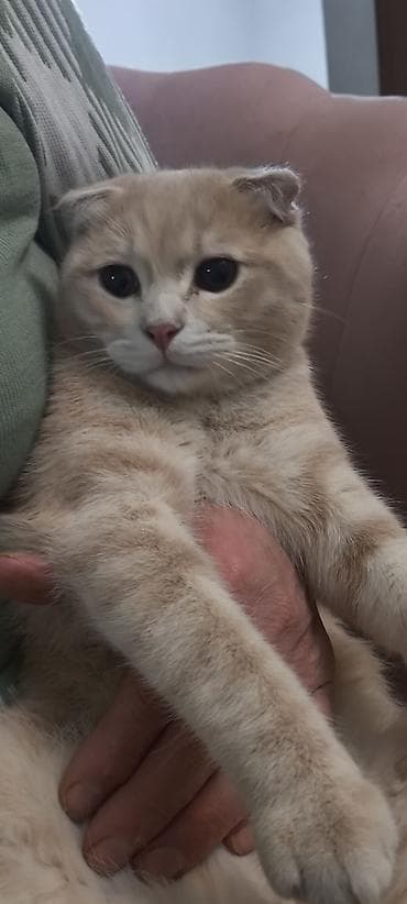 K/t heyvanları və malları: Şotland — 1