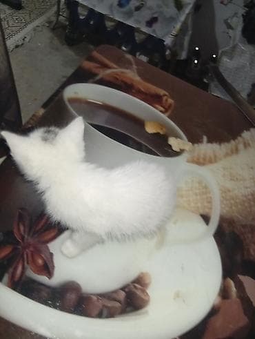 Yaxşı əllərə — 8