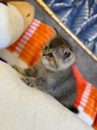 şotlan pişik: Şotland yastı qulaq, Erkək, Dişi, Yaxşı əllərə, Ünvandan götürmə, Pulsuz çatdırılma, Ödənişli çatdırılma — 223