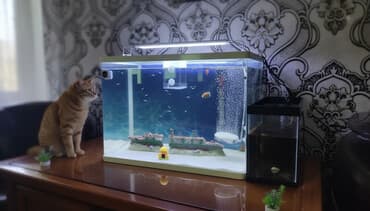 betta balıq: Balıqlarla birlikdə, 60 l, Ünvandan götürmə — 1