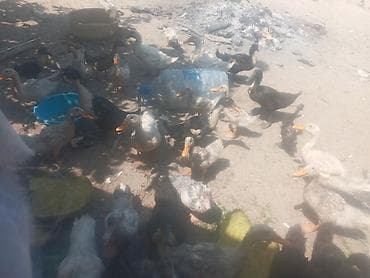 ağ ördək: Ördək sürüsü satılır - Növ: qarışıq yerli ördəklər (ağ, boz, qara və — 3