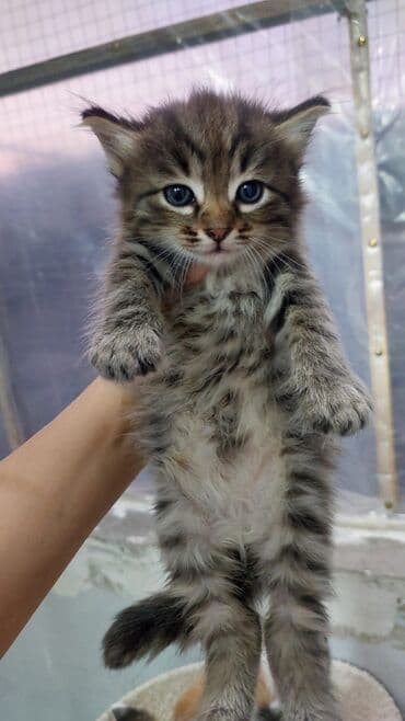 südlük inək cinsləri: 50 ile 250 arasi cins saf qan pisiklerimiz var( Silver sinsila temiz — 27