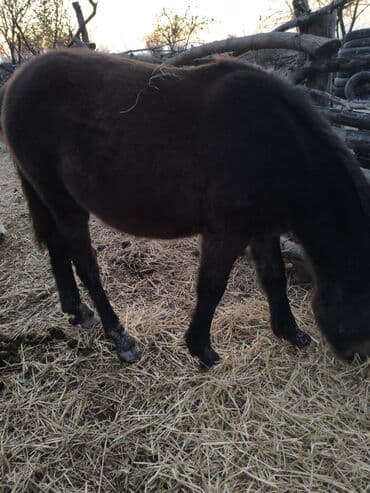 bmw 1 серия 125i at: Dişi, il: 2 — 2