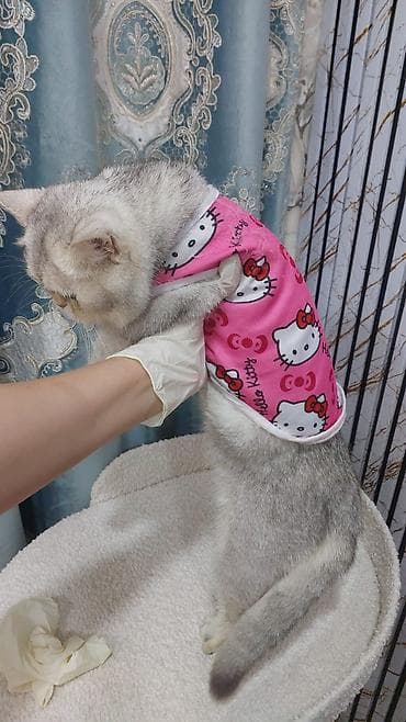 it pişik: Şinşilla — 5