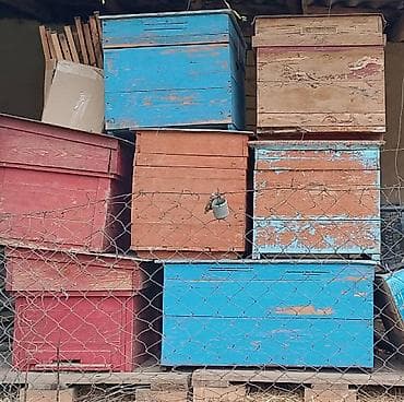 Toyuqlar: Arı yeşikləri. 10 eded ari yesiyi var qiymetler 45-60 azn arasi — 2