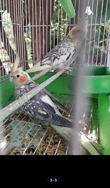 quslar type 1: Nymph paraketləri (Cockatiel) – cütlüklə - Növ: Nymphicus hollandicus — 5