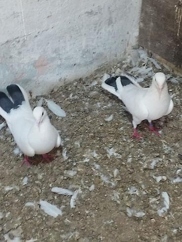 dorper qoyunu satilir: 4ed orta goy qurquq 1ed goy boyun. Goy quyruqlarin icinde cut olani — 6