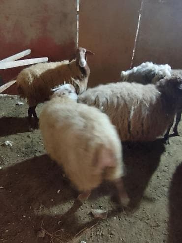 Salam xayiş edirəm bekar adamlar narahat eləməsin 2 si yeninidi 2 də — 3