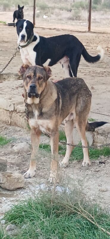 отдам в хорошие руки маленькую собачку: Qurdbasar, 2 il, Erkek, Peyvəndli, Pulsuz çatdırılma — 16