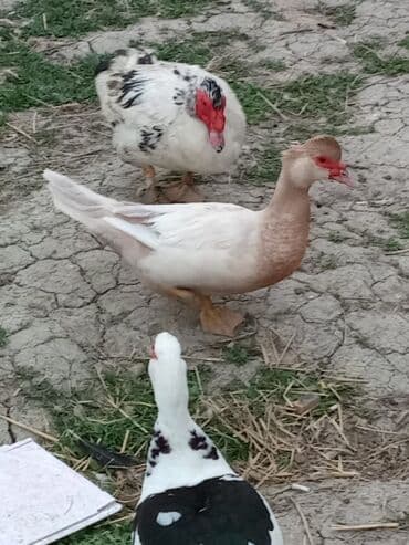 ördək balası satışı: Musk ördəkləri – rəngli (qara-ağ) lələklər, iri bədən quruluşu, sakit — 7