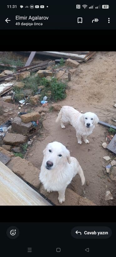 ingilis setteri it cinsinin digər adı: Retriever, 6 ay — 1