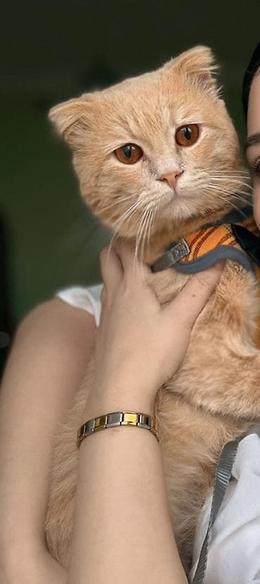 pişik şampunu: Şotland, Erkək, Yaxşı əllərə — 4