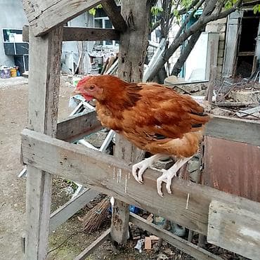 kürd toyuq: Toyuq, Damazlıq — 4