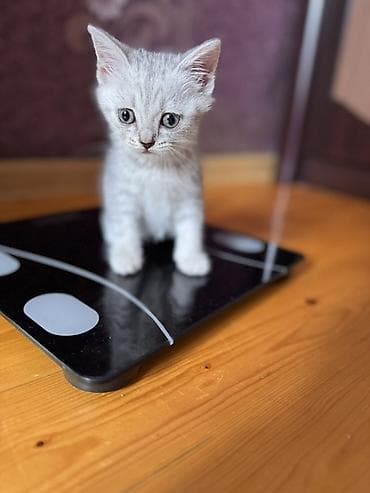 pişiy adları: Şotland, Dişi, Erkək, Yaxşı əllərə, Ödənişli çatdırılma — 4