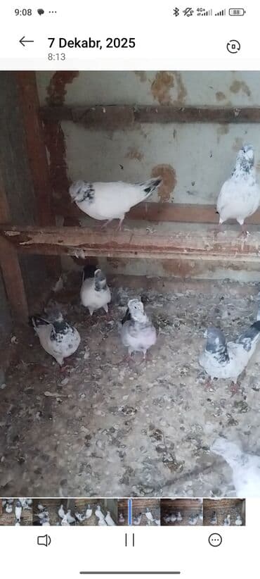 goyərcin yuva: 13 dene pakistan hazir cutlerde var icersnde — 1