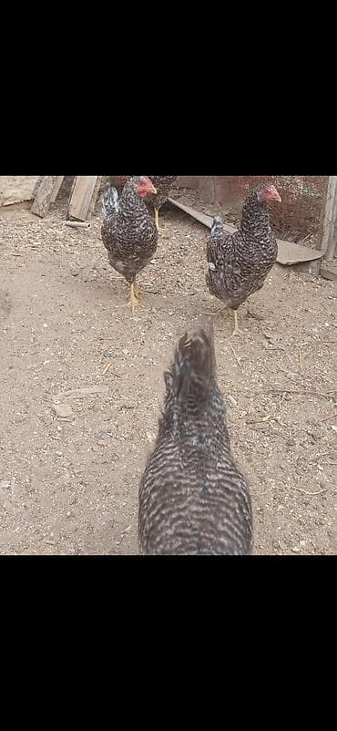 cins it: Toyuq, Damazlıq, Ünvandan götürmə — 1