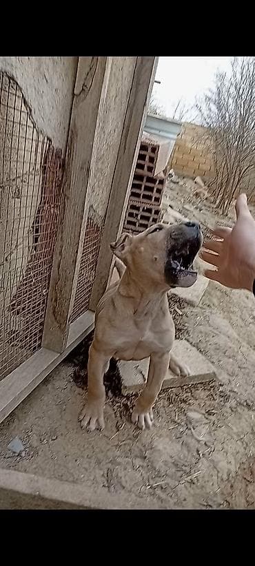 meydan itleri: Bulteryer, Erkek — 1