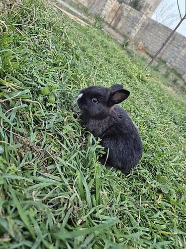 Mal-qara: Satilir!! — 3