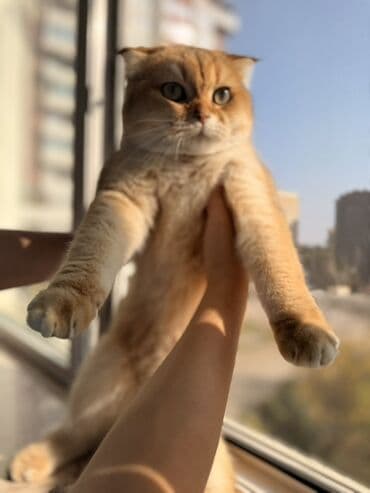 Gəmiricilər: Britan Şotland Fold pişiyi – qızılı (golden shaded) rəng - Cins — 6