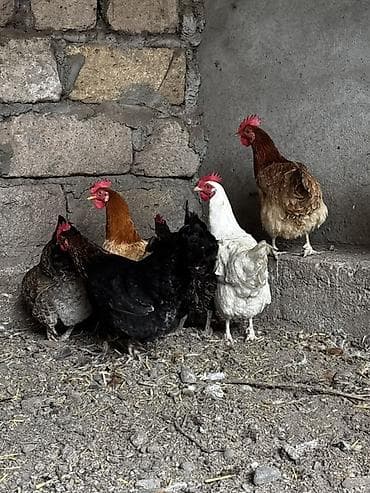 ereb ati satilir: Toyuq, Yumurtalıq — 6