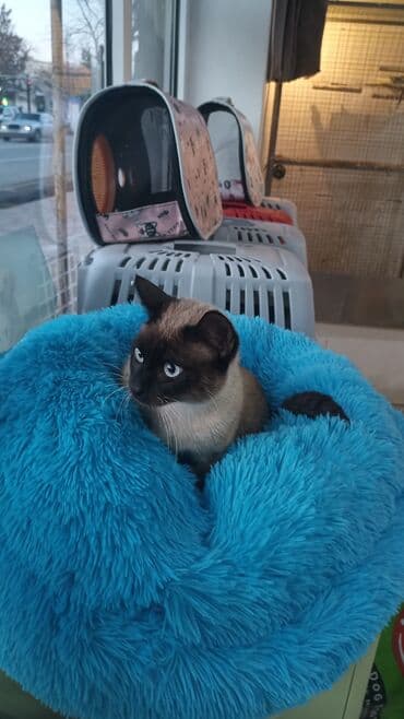 İtlər: Məhsul: Pişik sortu siam erkək — 8